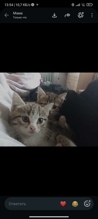Отдаю котят бесплатно