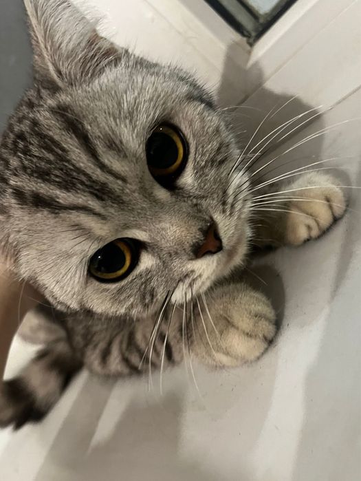 британская кошка милая