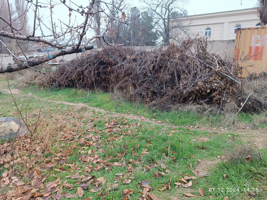 Ўтин, Дрова сотамиз мевали дарахтланики.