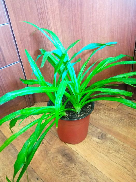 Продам комнатные цветы