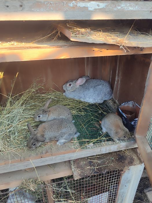 Жайдари куён сотилади