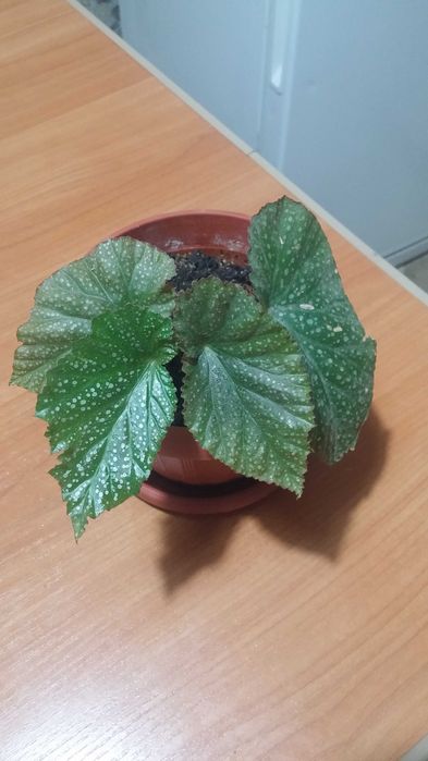 Бегония коралловая