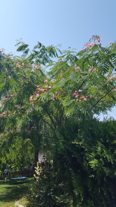 Arbore de mătase (albizzia)