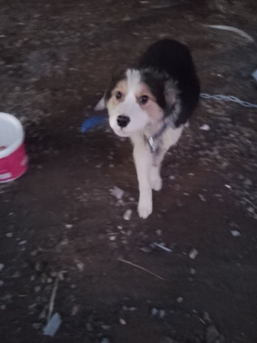 Төбет күшігі сатылады