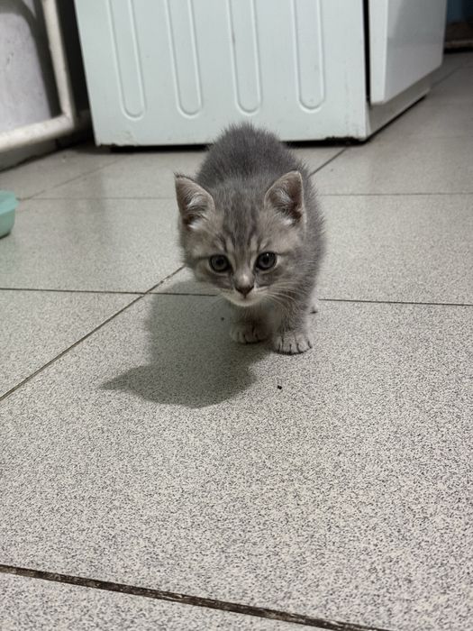 Котята почти 2 месяца в добрые руки