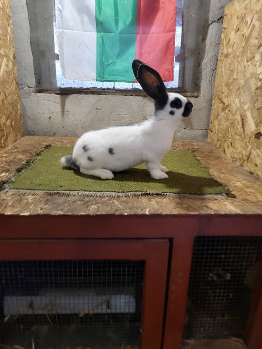 Немски пъстър великан