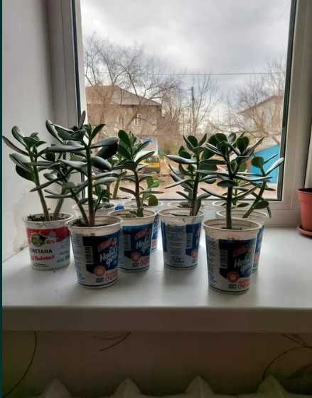 Денежное дерево.