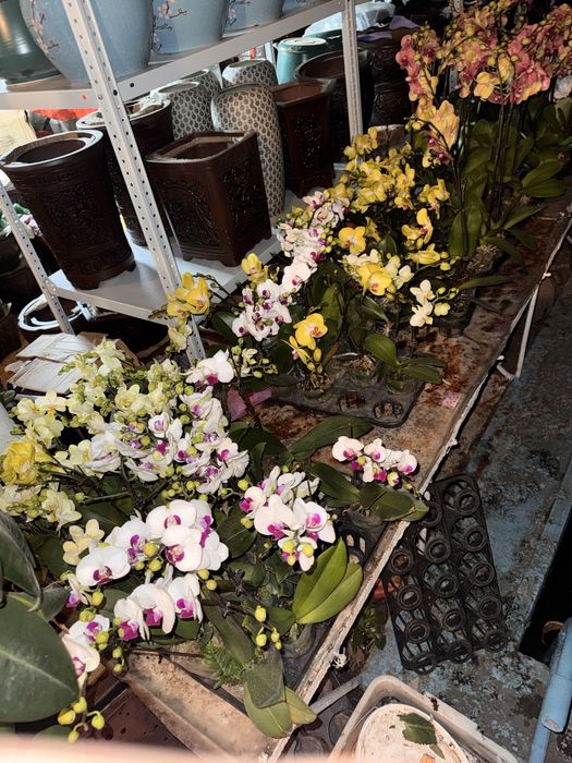 Орхидеи 9 сортов