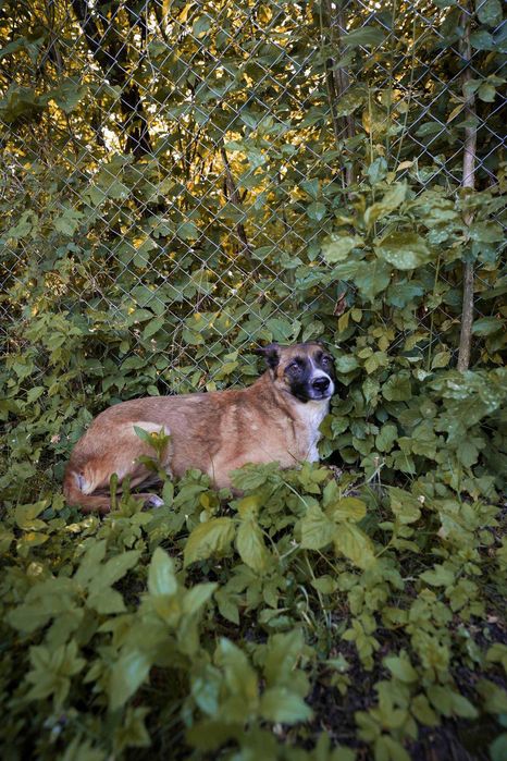 Bowie – câine blând și cuminte își caută familie