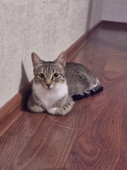 Отдам кошку в добрые руки