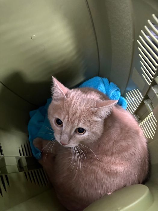 Кот в хорошие руки