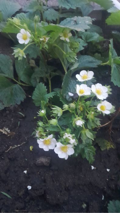 Продаем рассаду клубники