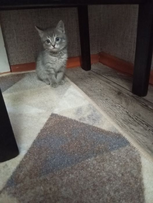 Отдам в добрые руки