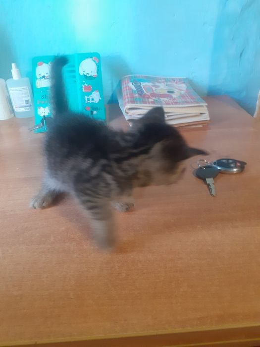 Котята в добрые руки бесплатно
