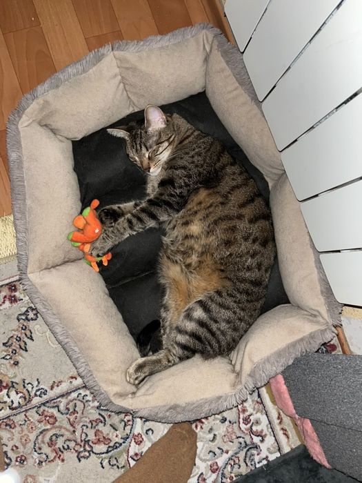 Кошка стерилизована