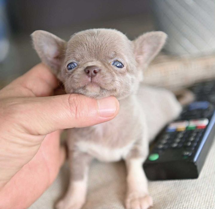 Женско миниатюрно чихуахуа лилаво