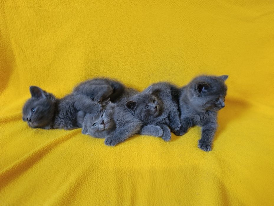 Котета - порода Руска синя котка !