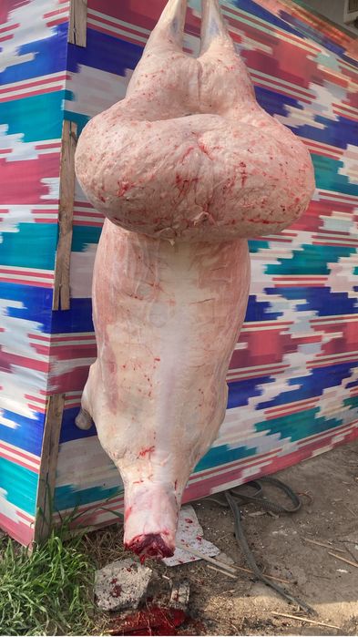 Qoylarimiz kilosi 85000 min somdan