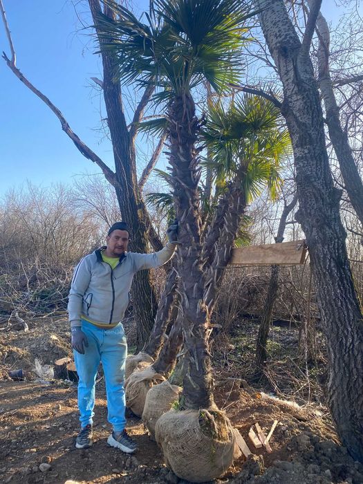 Plante Ornamentale Premium – Livrare Rapidă și Plantare Inclusă