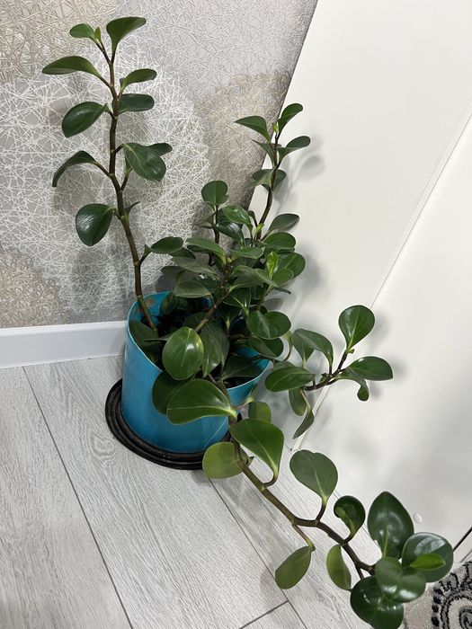 Комнатные свиты