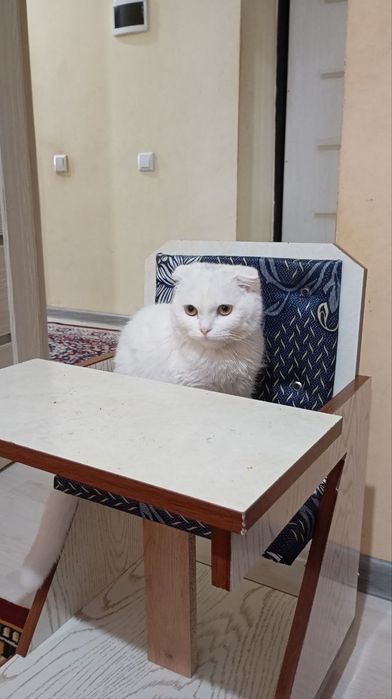 Mushuk soglom skot folt