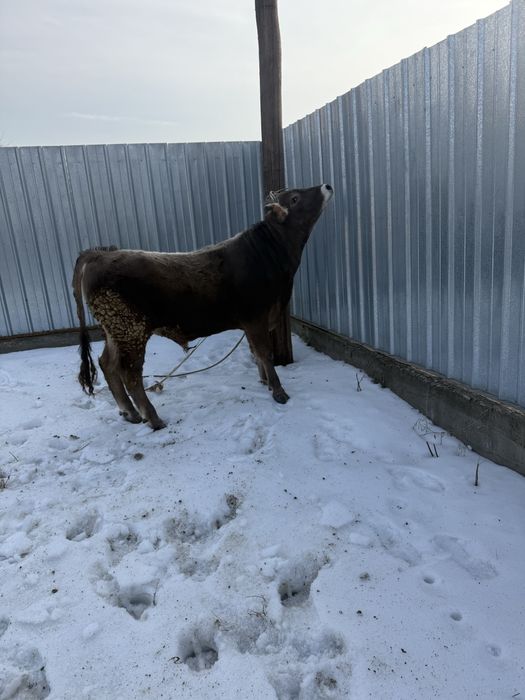 Продам быка на племя