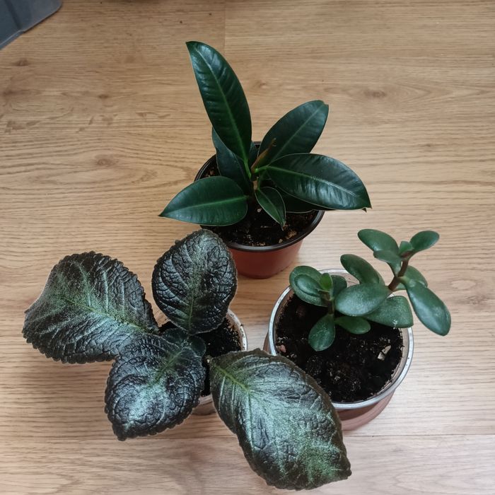 Продам комнатные цветы