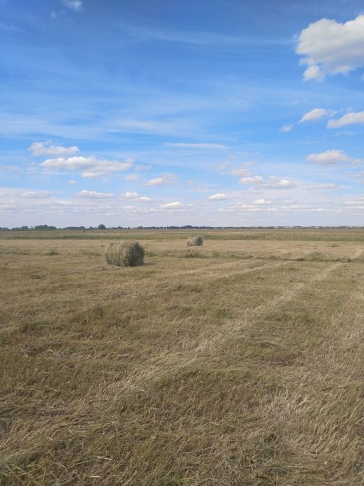 Сено разнотравье,луговое,рулон
