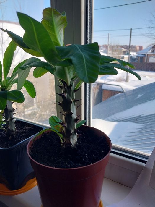 Молочай Милиуса сортовой. Крупноцветковый.