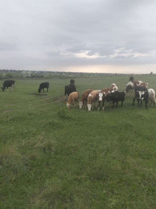 Продам коров, хозяйство