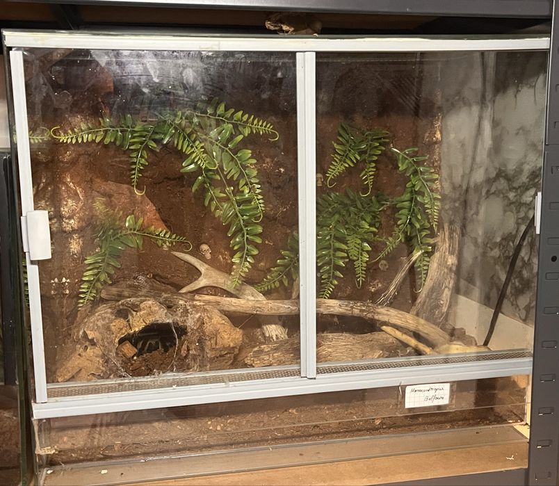 Vand tarantula + terariu