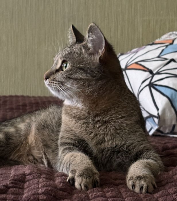 Кошка только ответственным