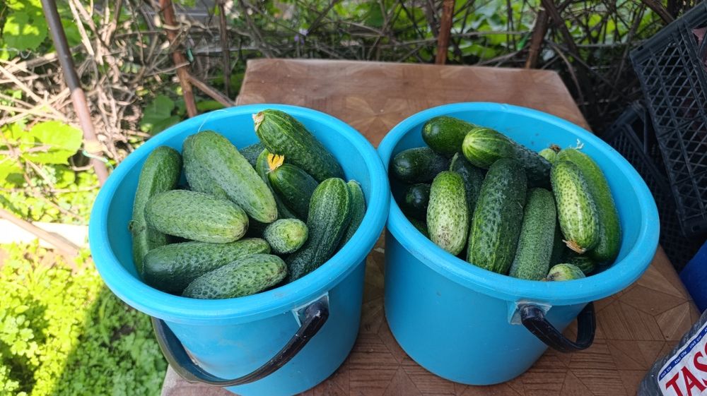 Продам дачные огурцы для засолки
