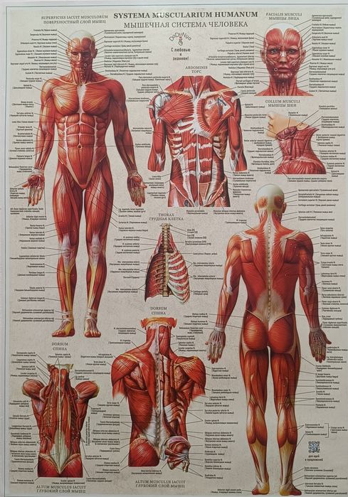 Оздоровительный массаж