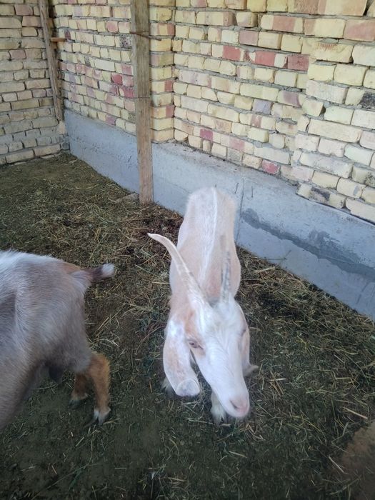 3 bosh echkilar sotiladi