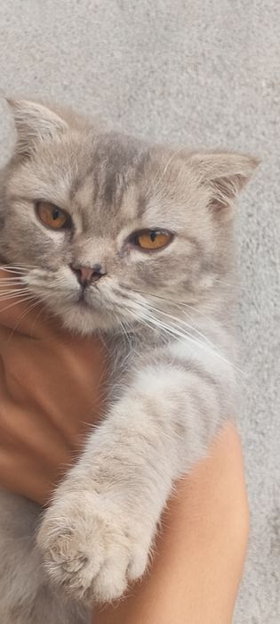 SCOTTISH FOLD toza zotli mushukchasi sotiladi