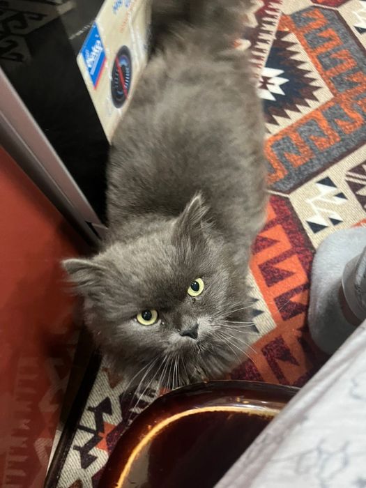 Отдам кота в хорошие руки