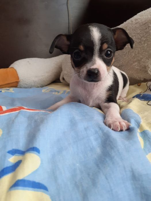 Продам щенков Чихуахуа