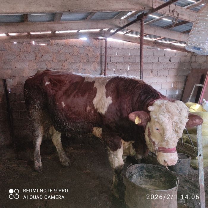 Simmental buqa sotiladi