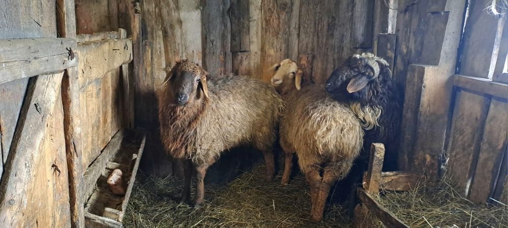 Продам барачиков стоят на откорме