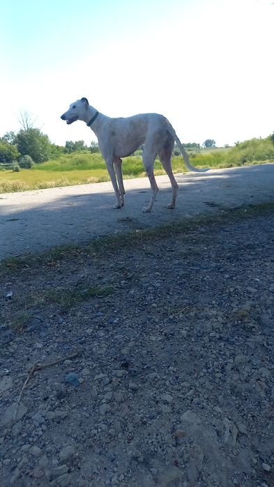 80000 мын грейхаунд