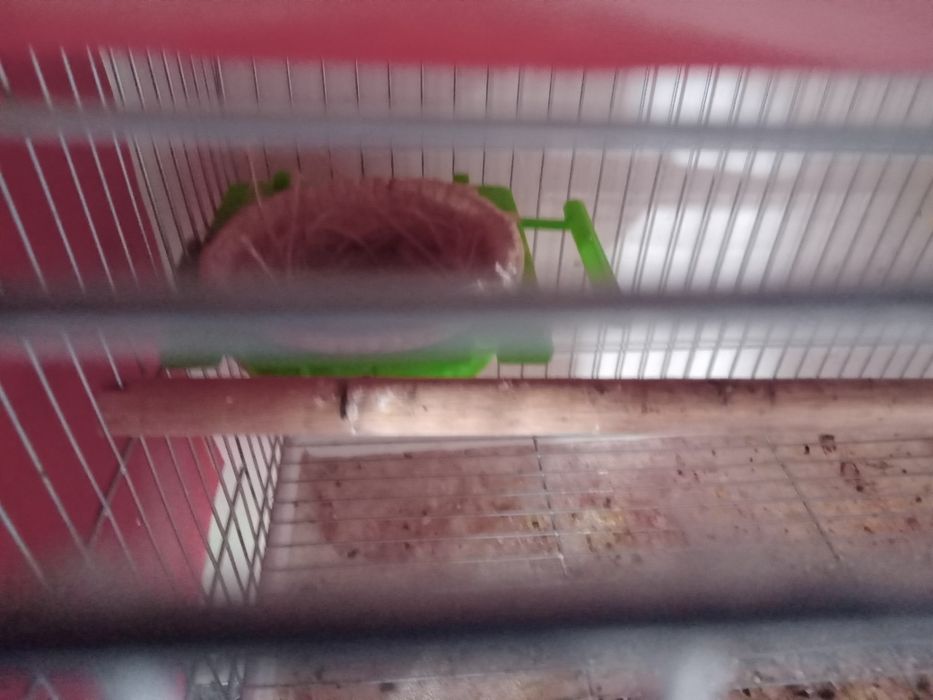 Тайор 3 пара канарейка