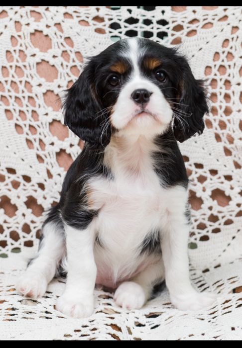 Кавалер Кинг Чарльз спаниель