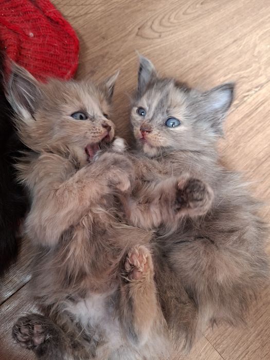 Отдадим котят  в добрые руки