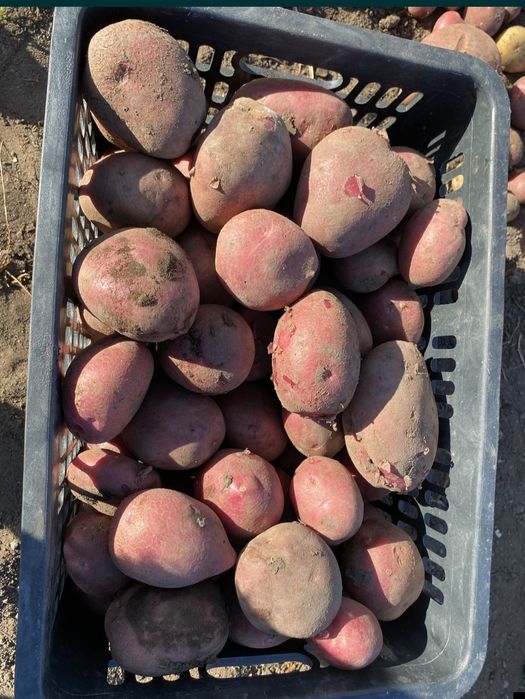 Картофель картошка продам