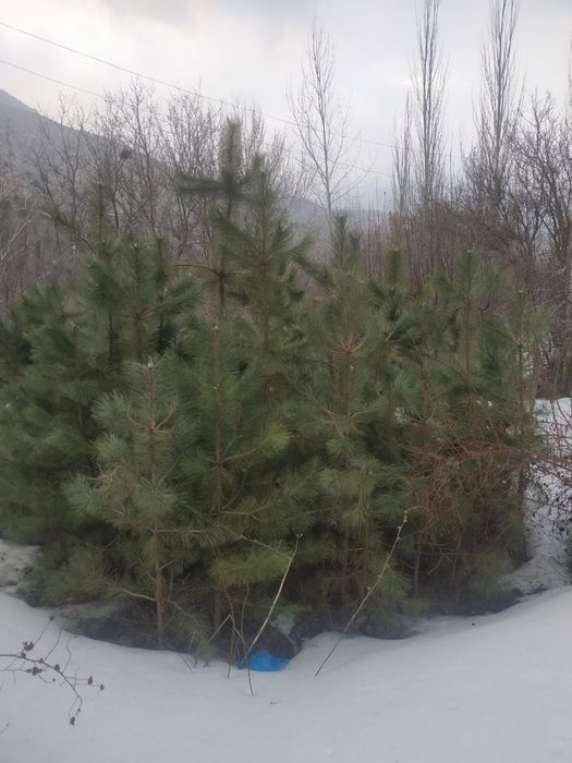 Ассалому алайкум, Кримиская арча кучатлари сотилади,