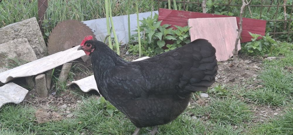 Oua  găini Australorp