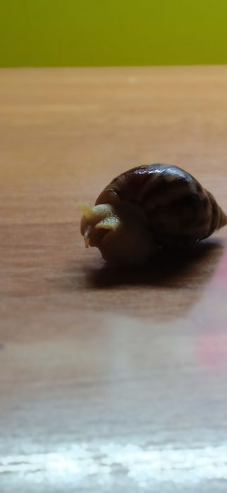 Улиточка ,зовут Василиса