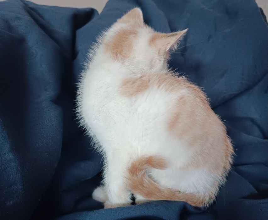 Отдам котенка примерно 3 месяца, мальчик