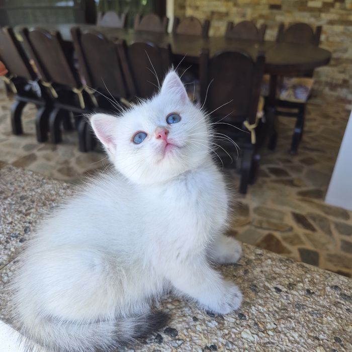 British shorthair cu Pedigree